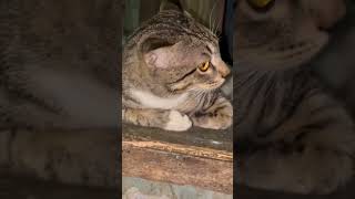 Crueltyone Person Drove Out This Cute Cat