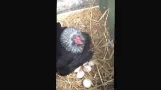 My broody easter egger hen and flock of bantams.