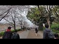 桜 ジョギング 大阪城最高!!!!