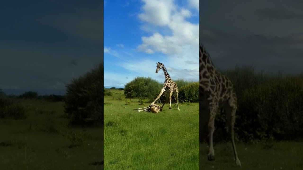 Giraffe Mother and Calf in Trouble as Lion Pride Closes In 