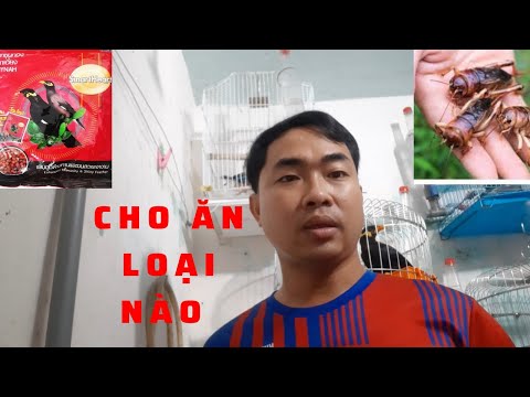 Video Cho Chim Ăn Cám Hay Là Dế ( loại nào tốt ) II feed the... - youtube