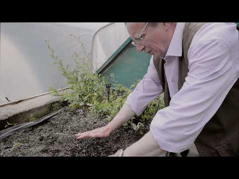 Video: Matilijos aguonų sodinimas – kaip auginti Matilijos aguonas savo sode