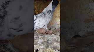 اقوى حمام حاضن الحمام ازاجل شاهد بنفسك  .Homing pigeon. Posta güvercini.