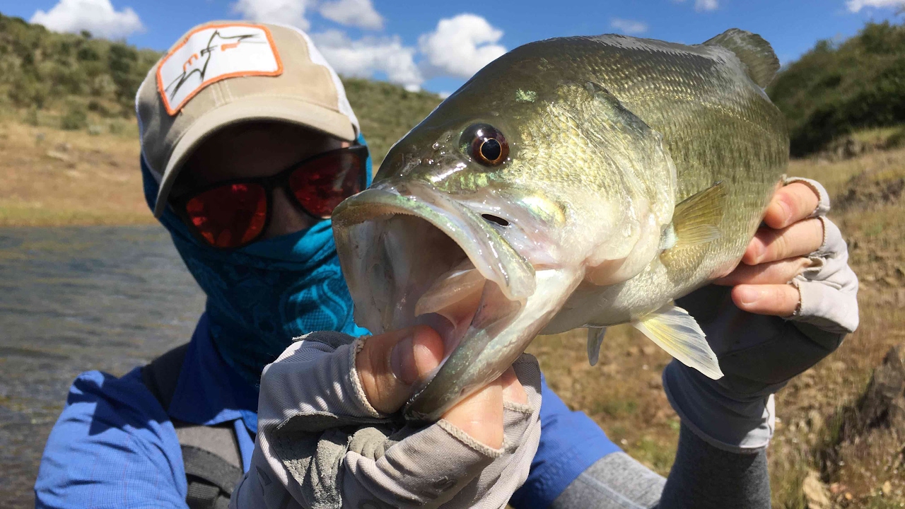 Fly fishing BLACK BASS LARGEMOUTH YouTube