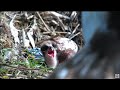 🦅 Dyfi Osprey Project (WALES)- Idris z żywą rybą , Telyn karmi kiwaczka 🐥🌹🍀🥚🌹🍀🥚🌹🍀 21/05/2024