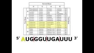 Translating mRNA with a Codon Chart