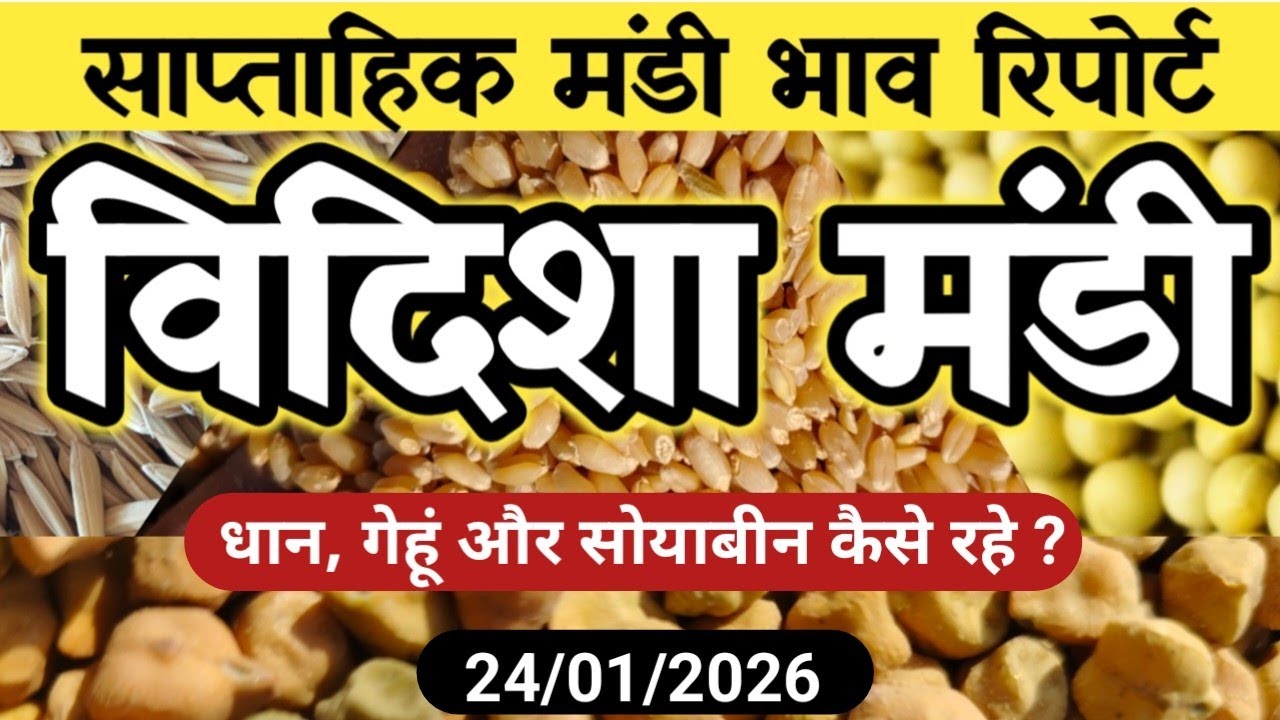 Vidisha Mandi Saptahik Bhav Report | गेहूं 1544-306, धान, सोयाबीन, चना | आज के मंडी भाव