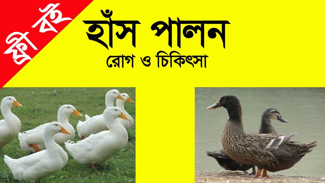 হাঁস পালন বই pdf । Has palon book । হাঁস পালনের বই ।  মাসলেভি হাঁসের খামার