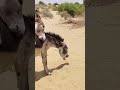 donkey new video #animals #donkey