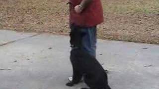 Beginning Obedience W/Narraition