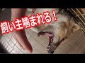 【飼い主に噛み付いて大怪我！？】凶暴な犬の本性【GINプロジェクト】