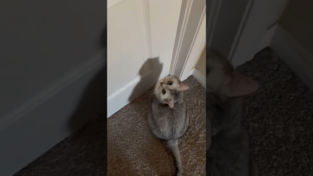 Pkey cat asking open the door 