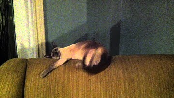 Siamese Cat on Catnip - Partying
