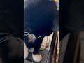 すりすり🐈甘えん坊猫ざきおくんとひも遊び【猫動画】