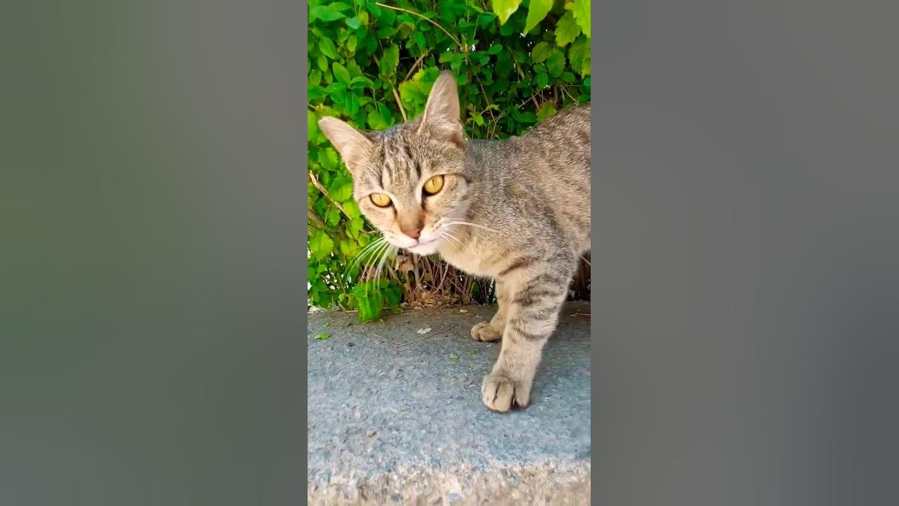 stray-cat-meow-for-food-short-shorts-youtube