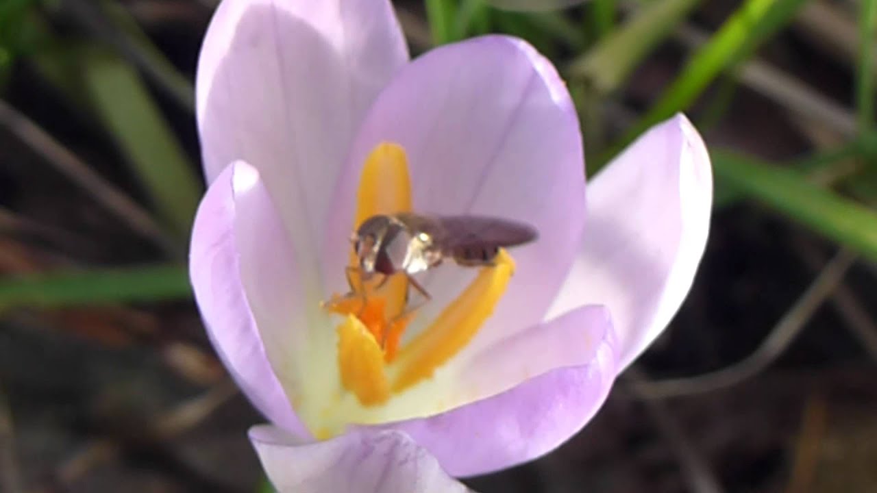 Hover Fly -  Episyrphus balteatus - Blómsveifa -  Krókus blóm -  Blómfluga  - Skordýr