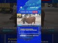 Penyaluran Hewan Kurban di Bangka Tengah Mulai Dilakukan