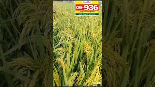 Caspian Seeds Crh-936 Hybrid Paddy