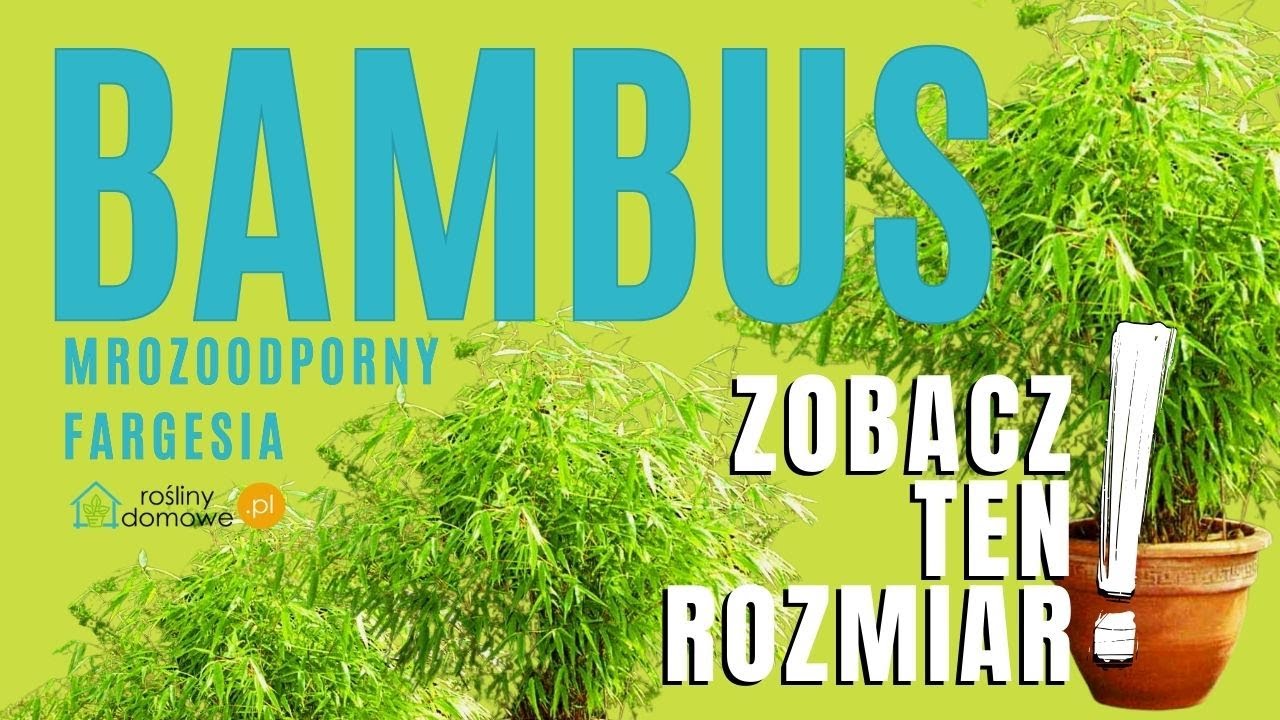 Bambus Mrozoodporny Black Cherry  Roslinydomowe.pl