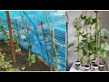 How to grow bottle gourd bangla khodu