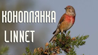 Коноплянка (Птицы России) Фильм 77