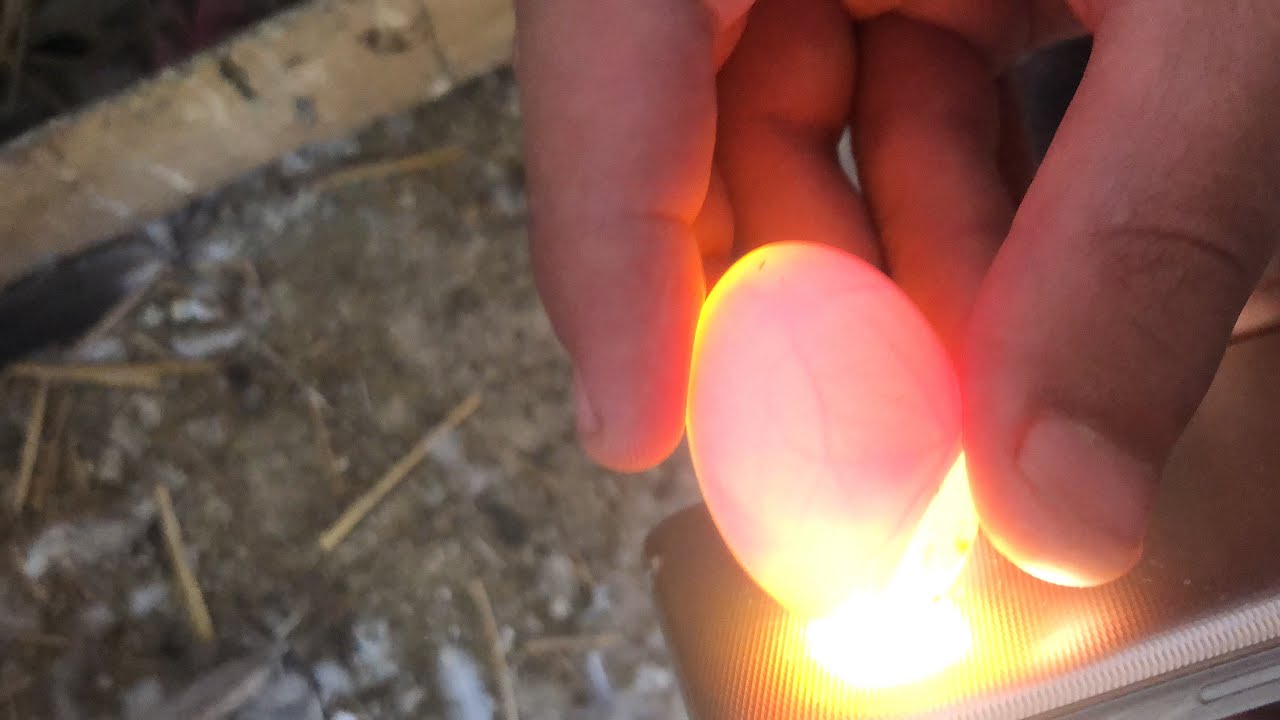 Pigeons ke eggs ki candling ki white lucky pigeons ka pair lg gya 🎉