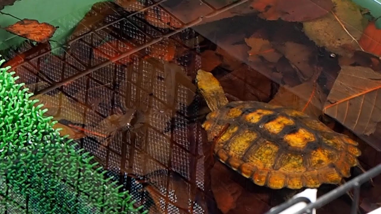 イシガメの冬眠準備　落ち葉とミズゴケで