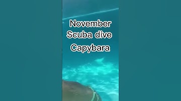 Your month your capybara part 4 #part4