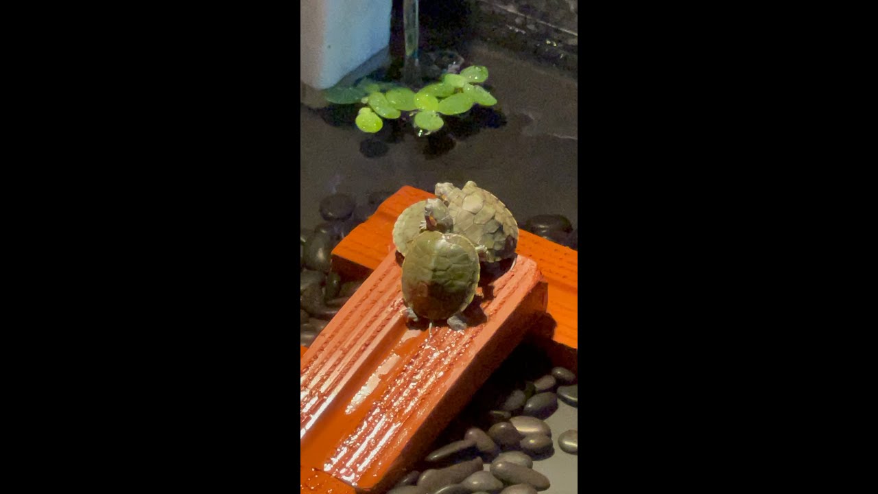 Chill With Turtles 🐢💤 Live Stream for Relaxing & Studying