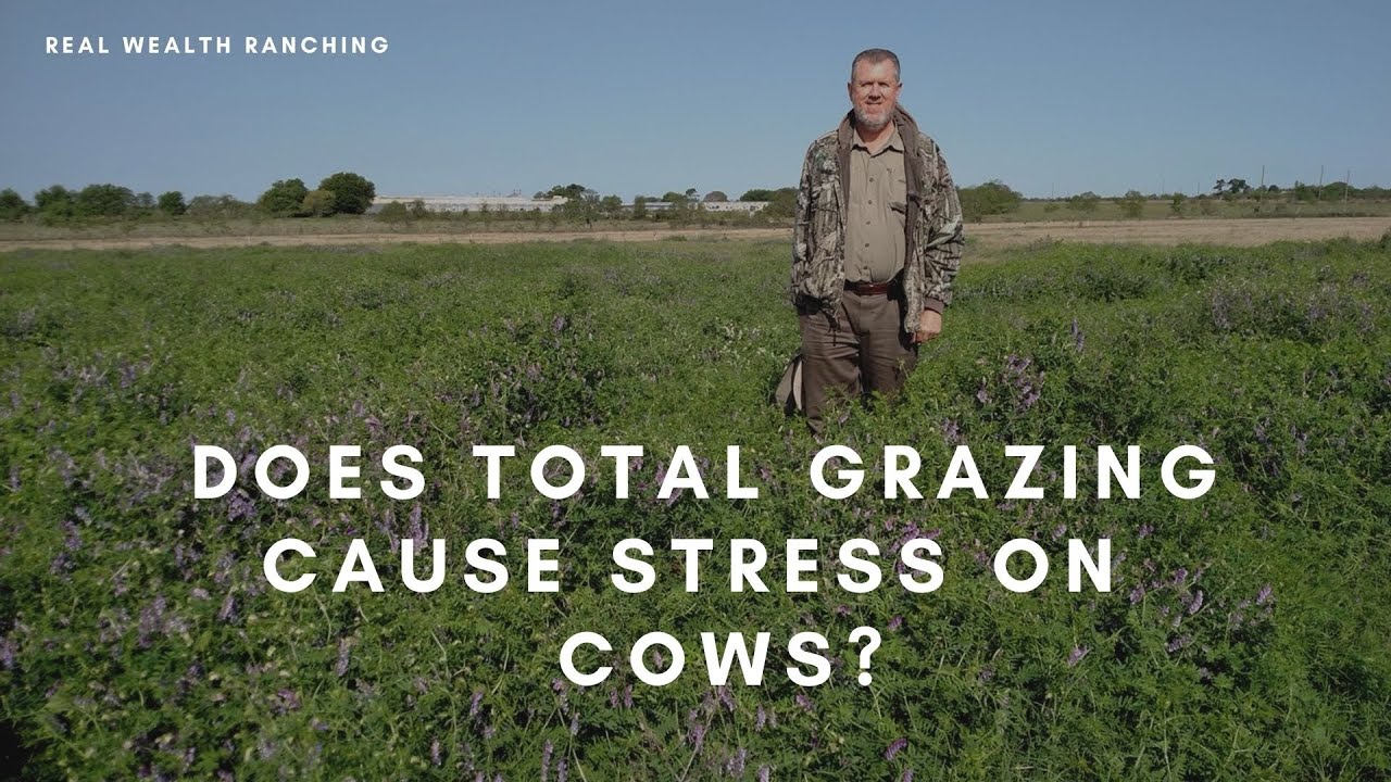 Does Total Grazing place stress on cows?