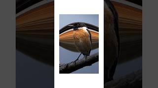 A completely unique idea of mine... #wildlife #animals #photography #birds #pigeon #birdwatching