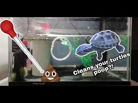 Video: Turtles 101: De Tank Van Je Schildpad Schoonmaken En Verzorgen?