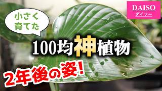 100均のバケモノ観葉植物を2年間『キビシイ環境』で育てると…【ストレリチア】 – らんまるの園芸チャンネル