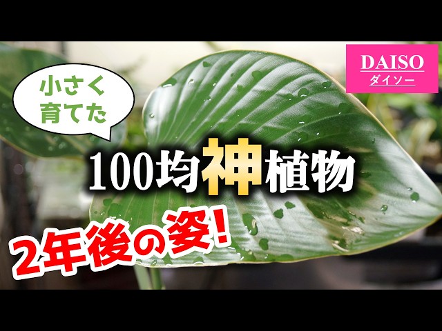 高級観葉植物が紛れ込んでる！？必ずチェックしたいアノ売り場♪【多肉