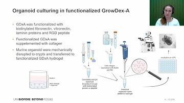 Rosa Karvonen, UPM Biomedicals - Optimization of GrowDex-A for mouse intestinal organoid cultivation