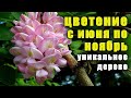Уникальное дерево, цветет с ИЮНЯ по НОЯБРЬ, растение медонос, акация розовая. Робиния клейкая.