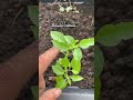 5 plantes mdicinales faciles  faire pousser
