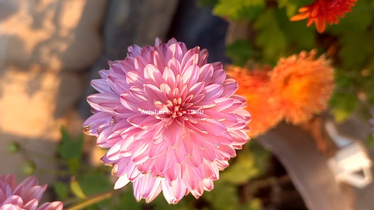 Flower stylish Video | unique styles Flower video 