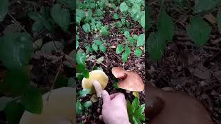 boletus reticulatus,interesting shapes (summer 2023)#boletus #mushroom #fungi #porcini #nature #