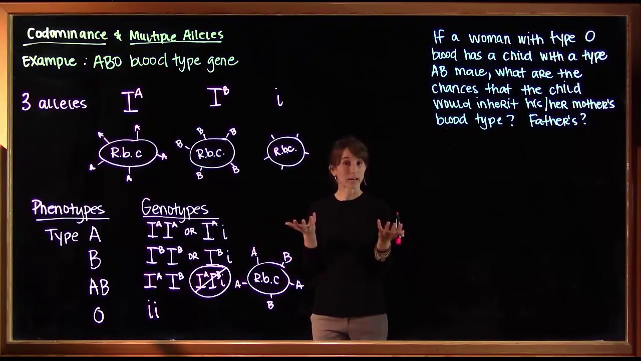 codominance-and-multiple-alleles-youtube