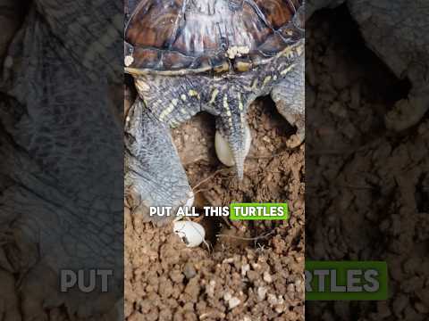 🐢Turtle laying egg?🫶🏻Watch