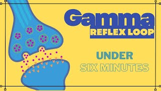 Gamma reflex loop in 6 minutes