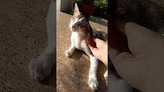 Look at his moustache so big 🐱 #cat #viral