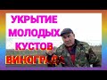 Укрытие молодых кустов винограда