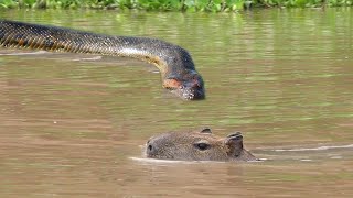 INCRÍVEL COBRA GIGANTE ATACA CAPIVARA NA ÁGUA E A DEVORA