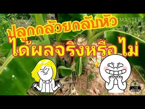 #ปลูกกล้วย #กลับหัวปลูก#เกษตรไทบ้าน