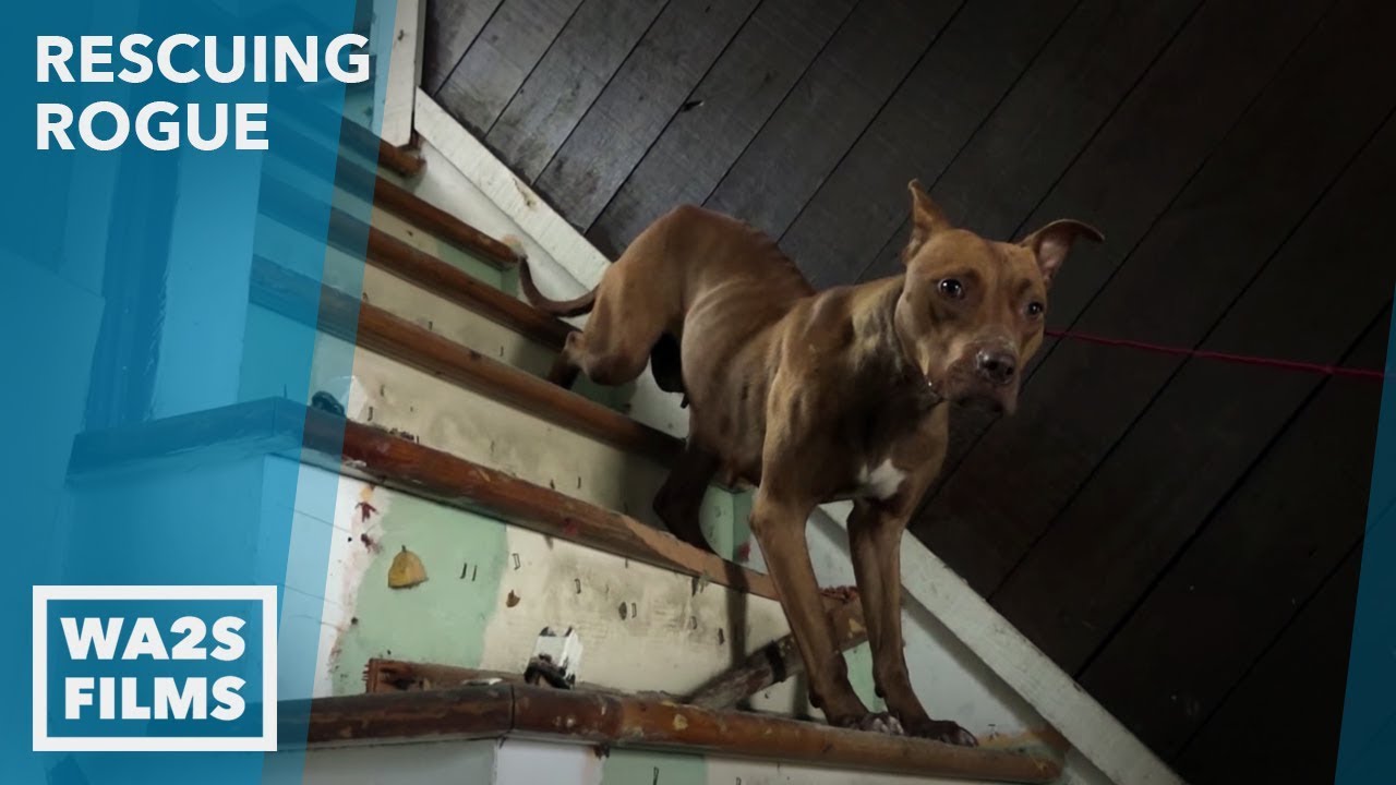 puppy paradise Detroit Teenager Rescues Homeless Dog From Abandoned House - Howl & Hope For DoDo Dogs