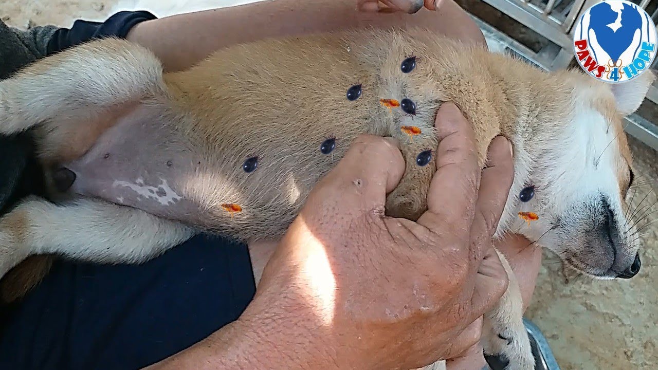 Dog Ticks, Removed Many Ticks From Puppy By Shelter Team