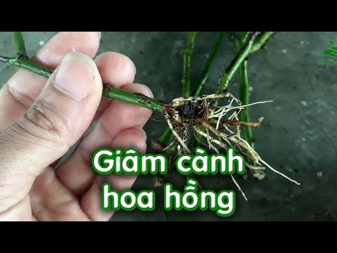 Video Cách giâm cành hoa hồng ra rễ hiệu quả, cách trồng cây... - youtube