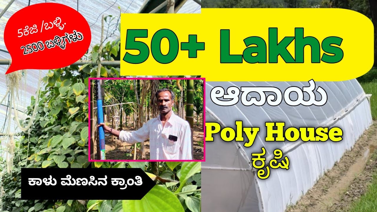 ಕಾಳು ಮೆಣಸನ್ನು ಹೀಗೆ ಬೆಳೆದರೆ?ರೈತರು ನೋಡಲೇಬೇಕು.ಸಮಗ್ರಕೃಷಿ/ ವಿಶಿಷ್ಠ ಸಾಧನೆ/Black pepper farming polyHouse